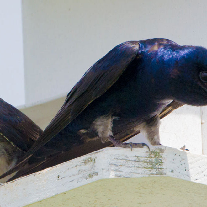 7 Steps to Choosing a Purple Martin House