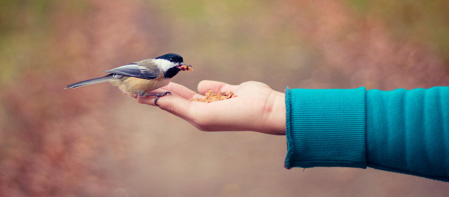 4 Types of Bird Seed Birds Love to Eat