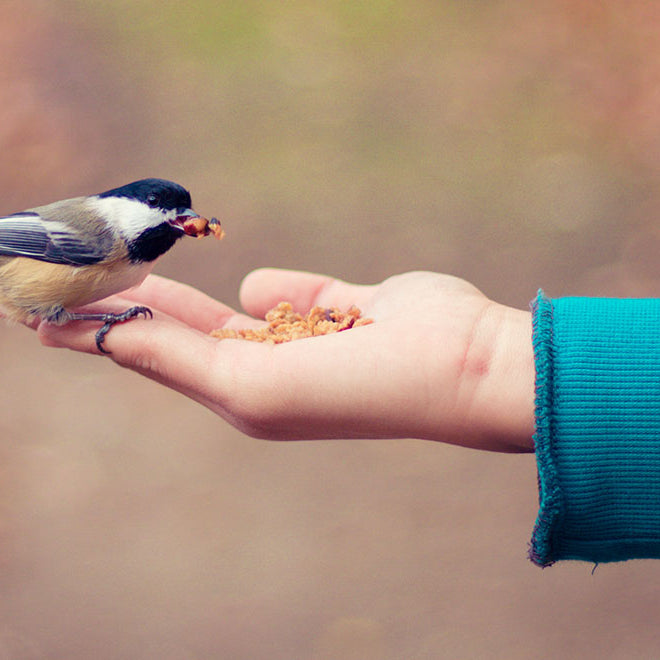 4 Types of Bird Seed Birds Love to Eat