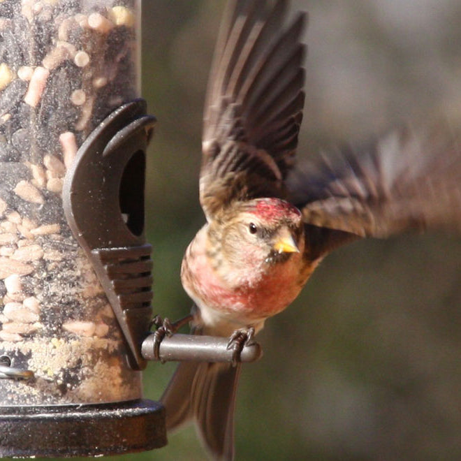 Should a Bird Feeder Be Kept Up All Year Round?