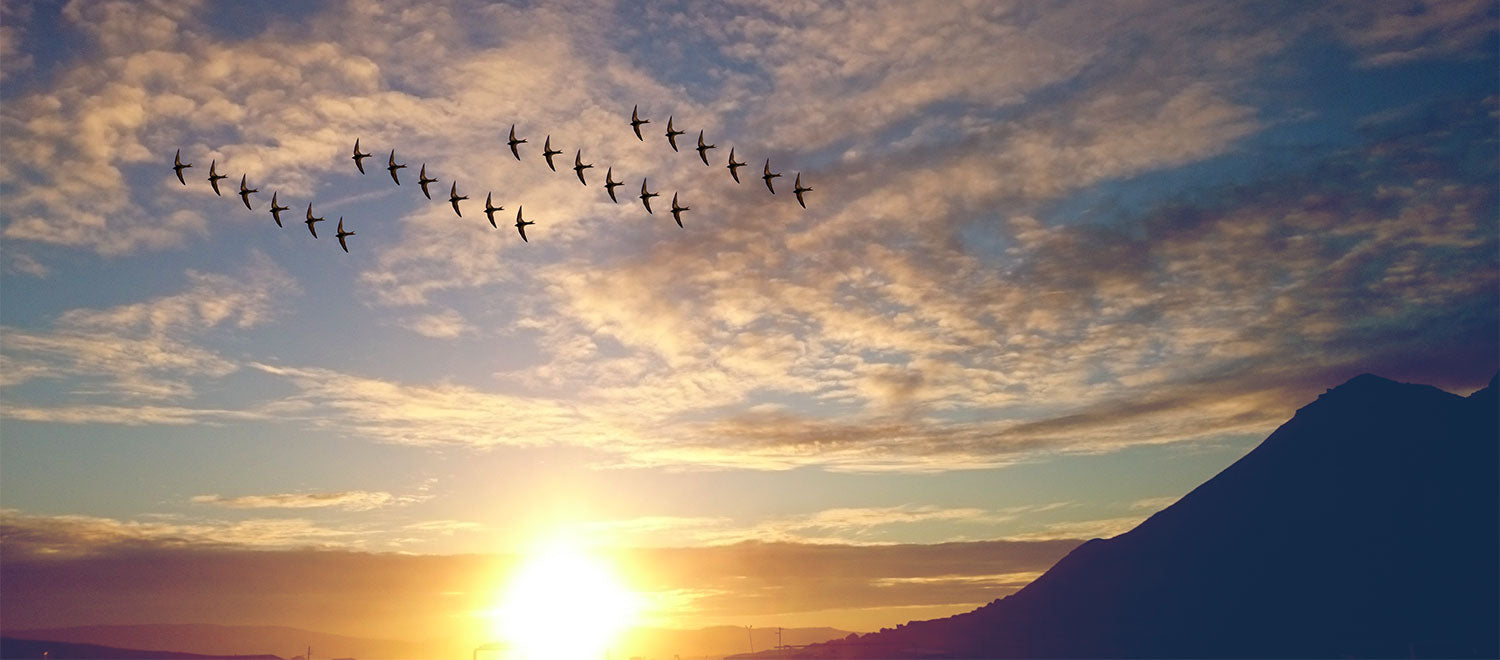 Audubon Society's 118th Annual Christmas Bird Count