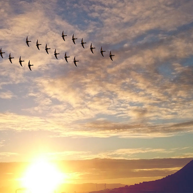 Audubon Society's 118th Annual Christmas Bird Count