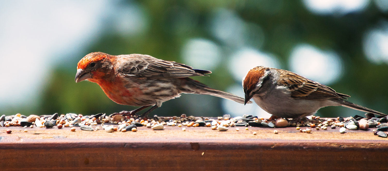 Helpful Bird Watching Tips for Spring