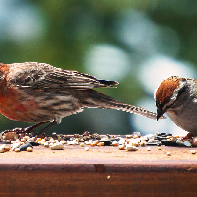 Helpful Bird Watching Tips for Spring