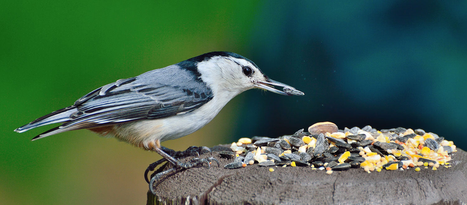 How to Choose The Right Feeder for the Birds You Want to Attract