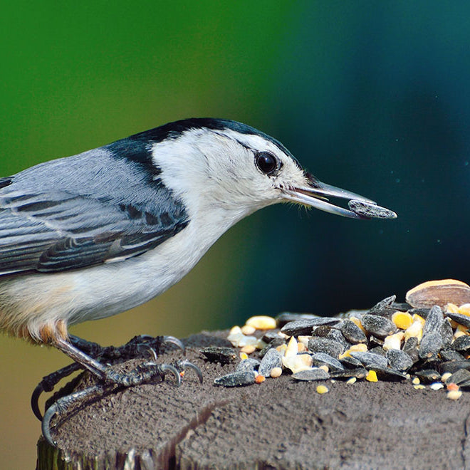How to Choose The Right Feeder for the Birds You Want to Attract