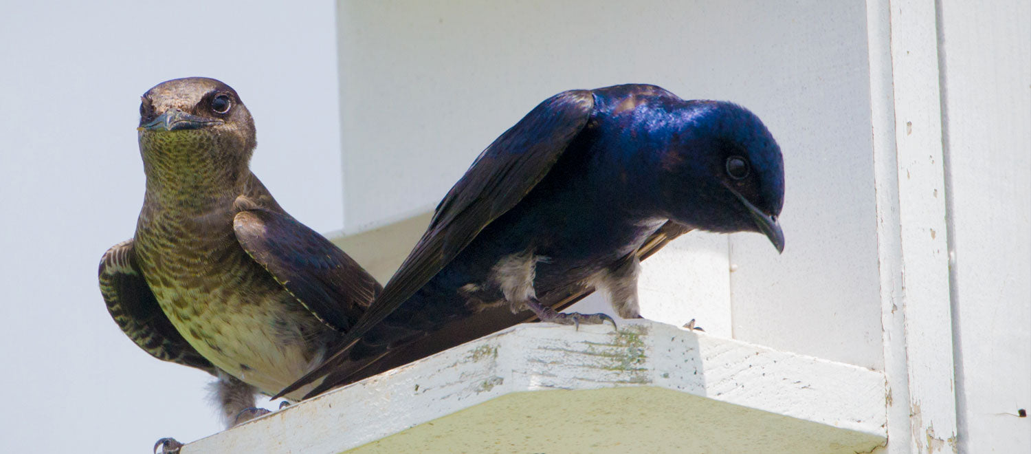 7 Steps to Choosing a Purple Martin House