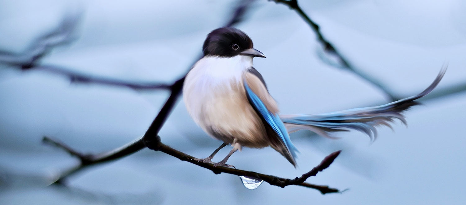 Finding The Birdhouse That Best Fits Your Yard