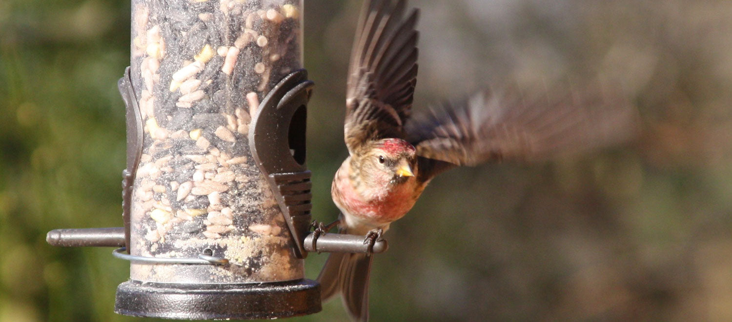 Should a Bird Feeder Be Kept Up All Year Round?